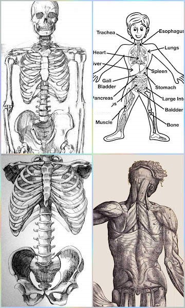 人體繪圖軟件(Drawing Human Body) v1.1 安卓版 0