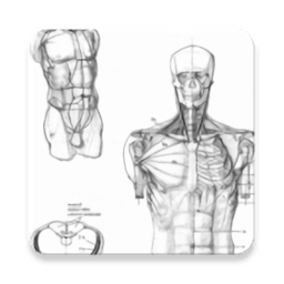 人體繪圖軟件(Drawing Human Body)