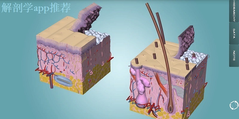 解剖學(xué)