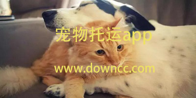 寵物托運(yùn)app