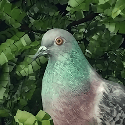 鴿子愛情故事游戲(Pigeon A Love Story)