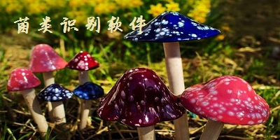 菌類識別軟件