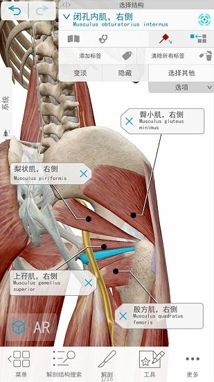 3d人體解剖下載