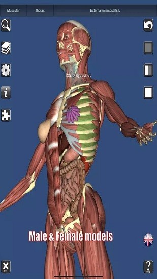 anatomy learning(人衛(wèi)3d解刨學) v2.1.349 安卓版 3