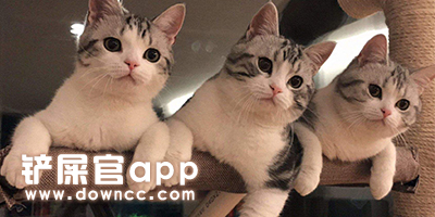 鏟屎官app