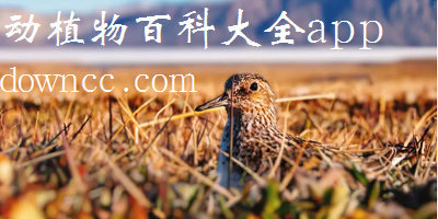 動植物百科大全app