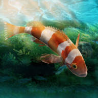 水族設(shè)計師