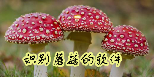 識別蘑菇的軟件