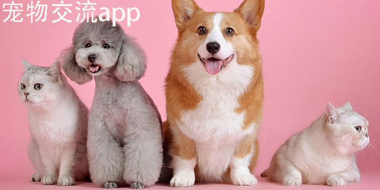 寵物交流app