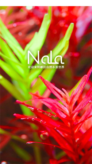 娜拉 v1.0.0 最新版 2