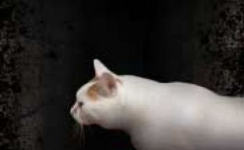 Zombie Scream v1.0 安卓版 2