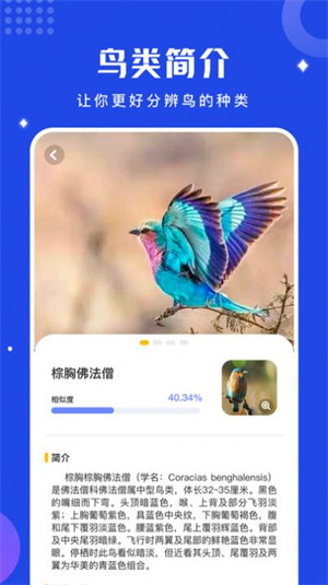 鳥語語言翻譯器 v1.12 3