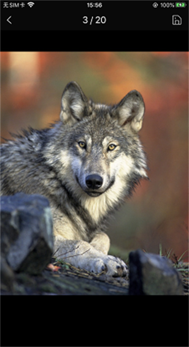 簡單壁紙 v1.0.0 安卓版 2