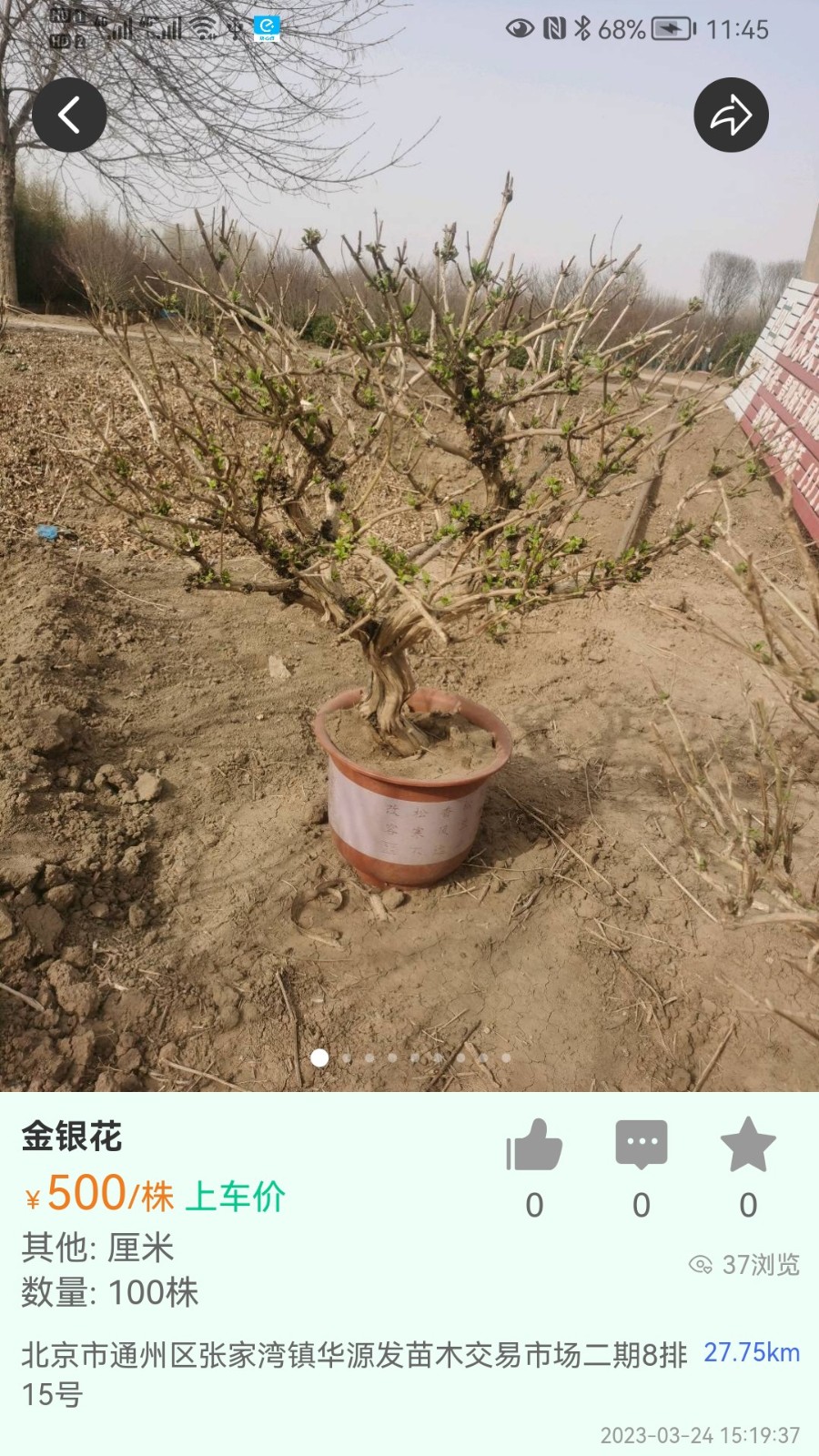 苗木人3