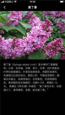 丁香花瓣 v1.0.0 手機版 0