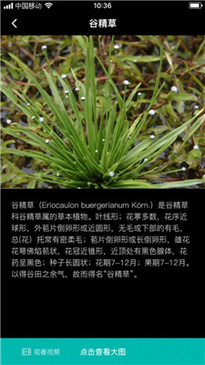 谷精草枝 v1.9.3.2 最新版 0