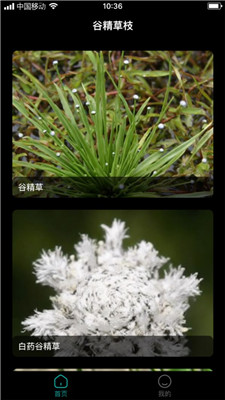 谷精草枝 v1.9.3.2 最新版 1